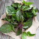 250 Thai Basil Seeds Ocimum Basilicum Seeds