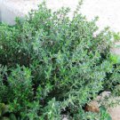 1000 Thyme Seeds Thymus Vulgaris Herb Seeds