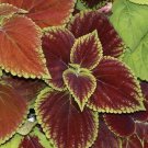 100 Coleus Rainbow Mix Seeds Shade Garden Container Houseplant Groundcovr