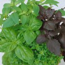 250 Basil Seeds Mixed Culinary Blend Seeds
