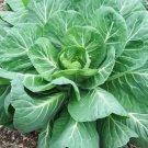 400 Georgia Collard Seeds Brassica Oleracea Vegetable Spring Fall