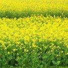 1000 Black Mustard Seeds Brassica Nigra