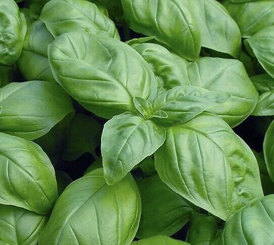 1000 Genovese Basil Seeds