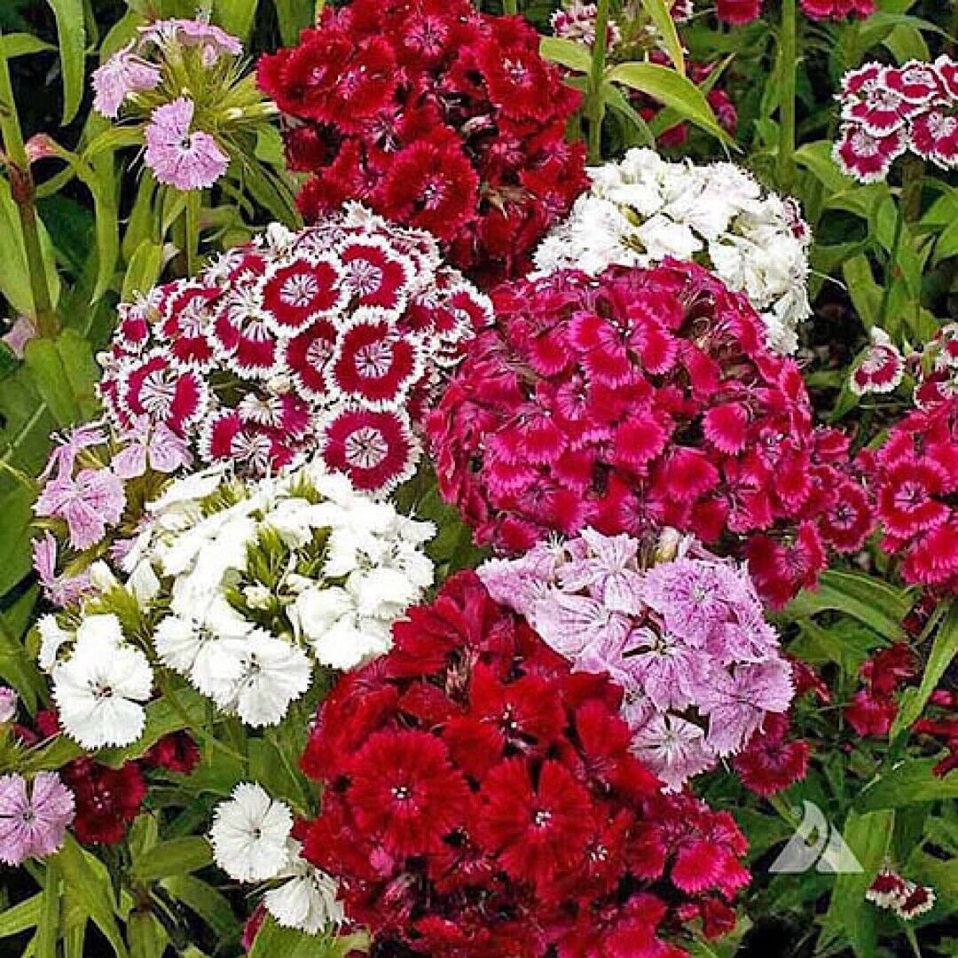 500 Mixed Colors Sweet William Pinks Seeds Dianthus Barbatus Red Pink Flower Us