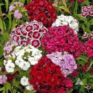 500 Mixed Colors Sweet William Pinks Seeds Dianthus Barbatus Red Pink Flower Us