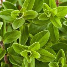 2000 Sweet Marjoram Seeds Origanum Majorana Herb Seeds Grown