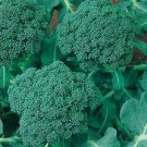500 Broccoli Seeds Calabrese