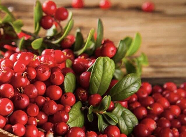 50 Cranberry Seeds Vaccinium Macrocarpon