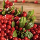 50 Cranberry Seeds Vaccinium Macrocarpon