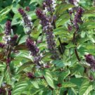 250 Basil Seeds Cinnamon Ocimum Basilicum