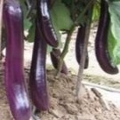 250 Eggplants Seeds Long Purple Eggplants Asian Vegetable