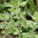 1500 Catnip Seeds Nepeta Cataria Herb Seeds