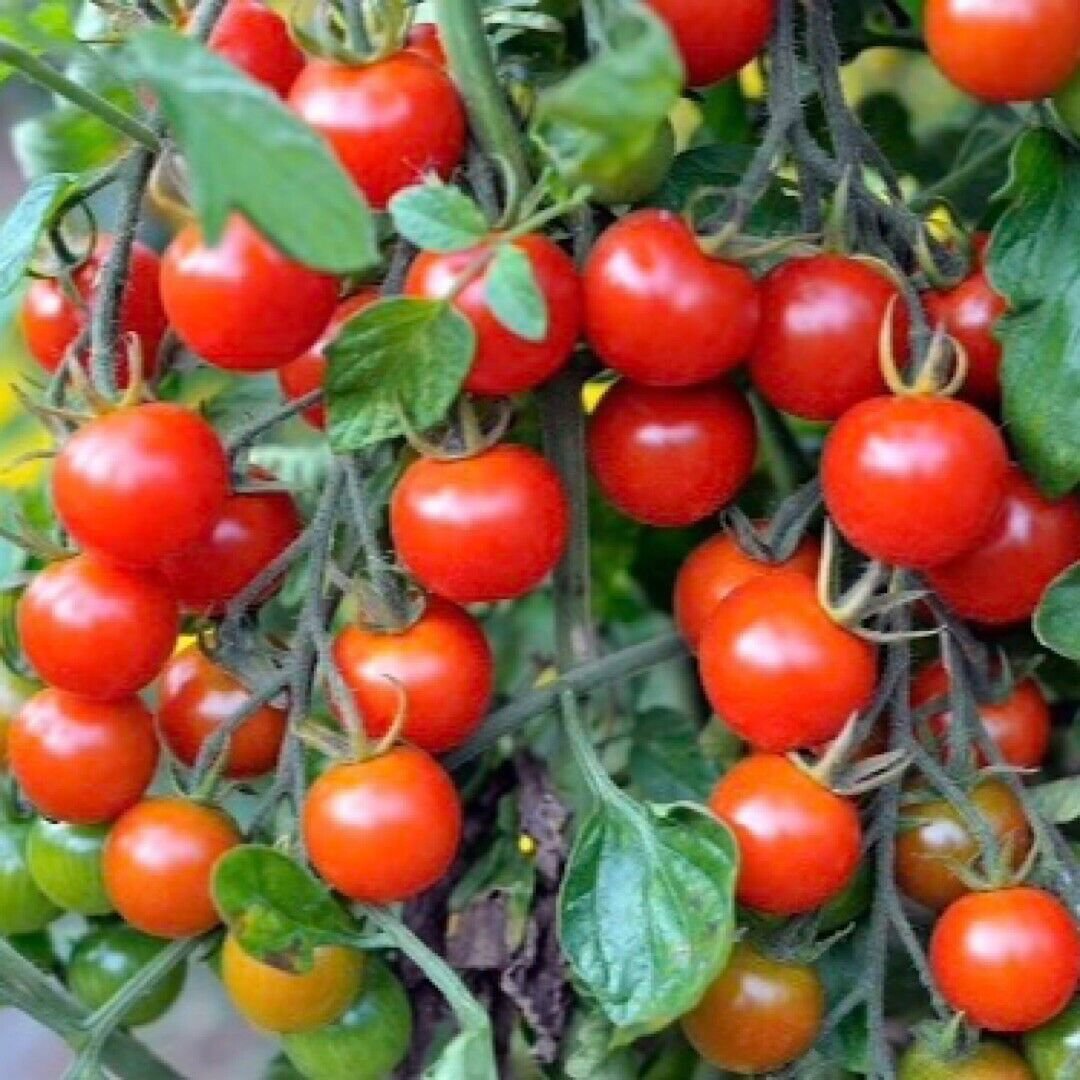 100 Tomato Seeds Small Red Cherry