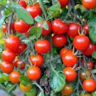 100 Tomato Seeds Small Red Cherry