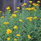 50 Tarragon Seeds Tagetes Lucida Mexican Mint Herb Spice Flower