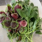 1000 Mix Amaranth Seeds Green And Red Stripe