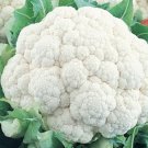 400 Cauliflower Seeds Self Blanching