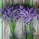 100 Lavender Seeds Munstead Lavandula Angustifolia Flower Herb Seeds