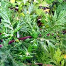 250 Mugwort Seeds Artemisia Vulgaris Culinary Perennial Herb