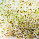 1500 Alfalfa Sprouting Seeds Organic