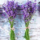 600 True Lavender Seeds Lavandula Angustifolia Perennial Herb