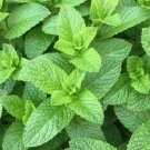 Mint Seeds 1000 Spearmint Seeds Mentha Spicata Herb Seeds