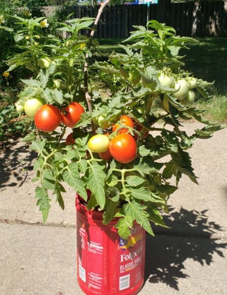 Tiny Tim Micro Dwarf Tomato (25 Seeds - perfect for containers and great taste