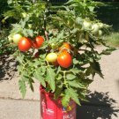 Tiny Tim Micro Dwarf Tomato (25 Seeds - perfect for containers and great taste