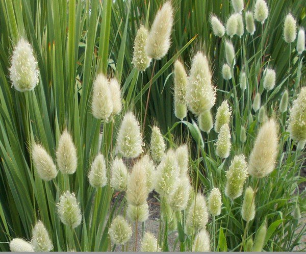Bunny Tail Ornamental Grass (100 seeds - Easy to grow and fun