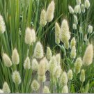 Bunny Tail Ornamental Grass (100 seeds - Easy to grow and fun
