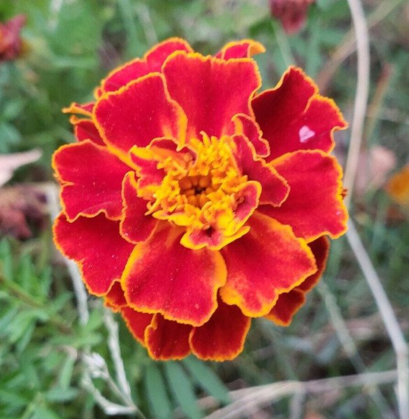 Sparky Mix Dwarf Marigold (200 seeds - drought tolerant and easy to grow