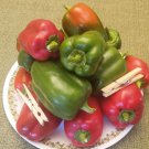 King of the North Bell Pepper (20 Seeds easy to grow, versatile pepper