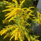 Goldenrod - Solidago Canadensis (200 seeds showy flowers for pollinators