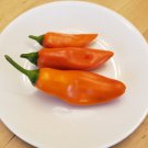 Pippin's Golden Honey Pepper (20 Seeds)