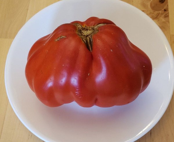 Canestrino di Lucca tomato seeds (25 - great flavor, perfect for sauces