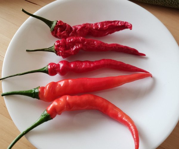 Aji Limo Rojo Pepper (25 Seeds Free Shipping, very spicy good for drying