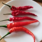 Aji Limo Rojo Pepper (25 Seeds Free Shipping, very spicy good for drying