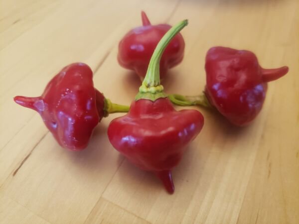 Aji Cachucha / Aji Dulce (20 Seeds Free Shipping sweet and flavorful