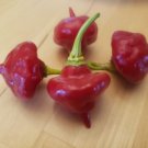 Aji Cachucha / Aji Dulce (20 Seeds Free Shipping sweet and flavorful