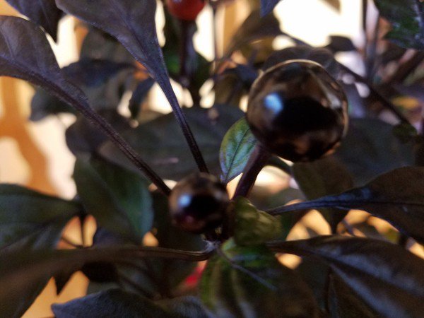 Black Pearl Pepper (25 Seeds dark foliage and peppers,