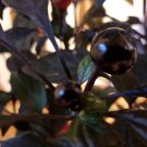 Black Pearl Pepper (25 Seeds dark foliage and peppers,