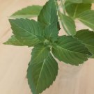 Kapoor Tulsi / Holy Basil (200 seeds Free Shipping, Fresh for 2024