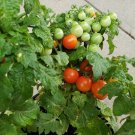 Mohamed Micro Dwarf Tomato (20 Seeds - Small with great flavor