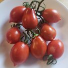 Piennolo del Vesuvio cooking / paste tomato (25 seeds - Free Shipping