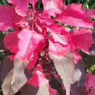 Josephs Coat - Amaranthus Tricolor (100 seeds - with amazing colors
