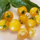 Monetka Container Micro Dwarf Tomato (15 Seeds - Free Shipping