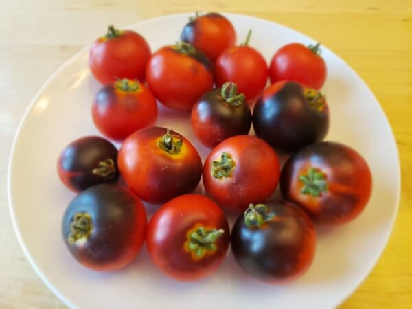 Blaue Zimmer / Blue Room Micro Dwarf Tomato (20 Seeds - cute and tasty