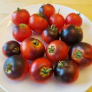 Blaue Zimmer / Blue Room Micro Dwarf Tomato (20 Seeds - cute and tasty