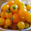 Pinocchio Orange Micro Dwarf Tomato (15 Seeds - cute and tasty