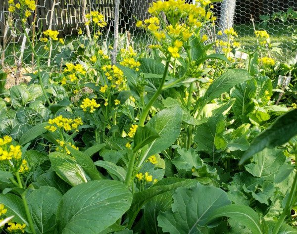 Choy Sum Yu (250 seeds - Great for Stir-fry, fresh and crispy